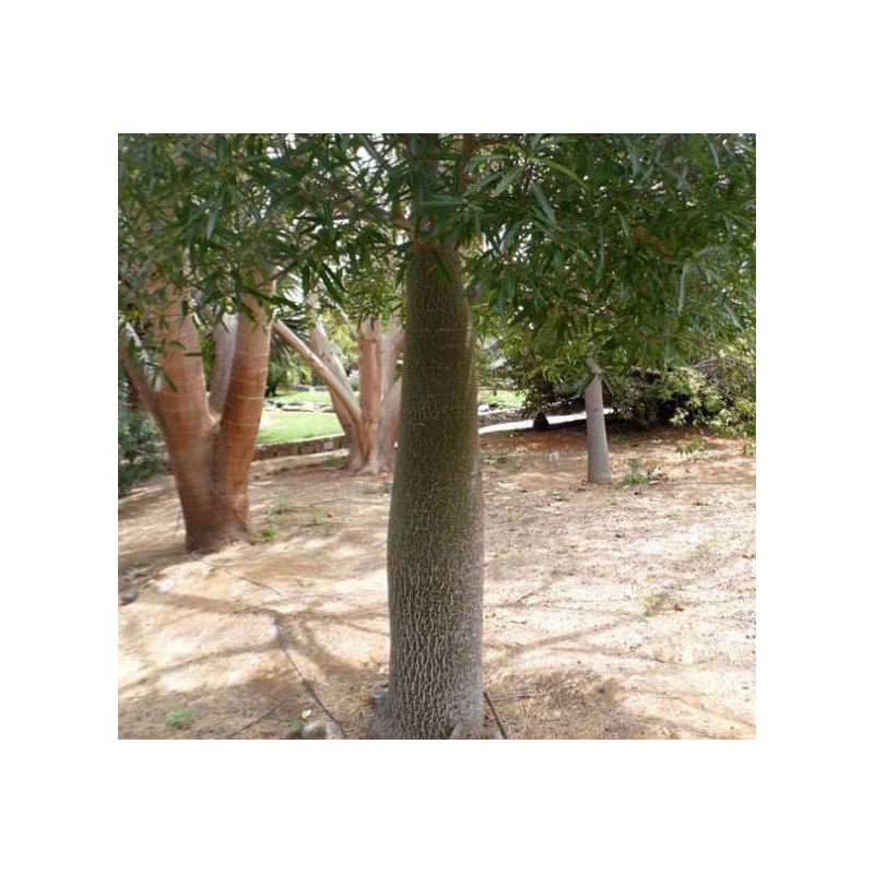 copy ofBrachychiton acerifolius (flamme australienne)