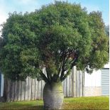 Brachychiton rupestris (Arbre bouteille australienne)