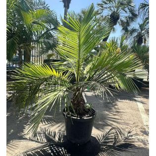 Jubaea chilensis (Cocotier du chili, palmier à miel , palmier à vin) specimen