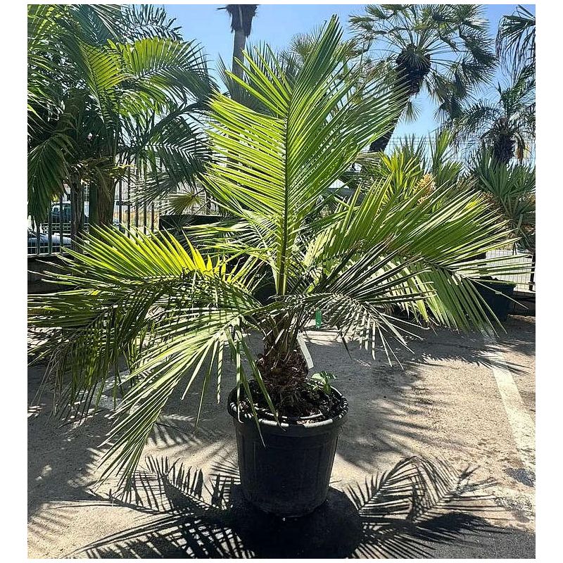 Jubaea chilensis (Cocotier du chili, palmier à miel, palmier à vin) spécimen Jubaea chilensis (Cocotier du chili, palmier à miel, palmier à vin) spécimen