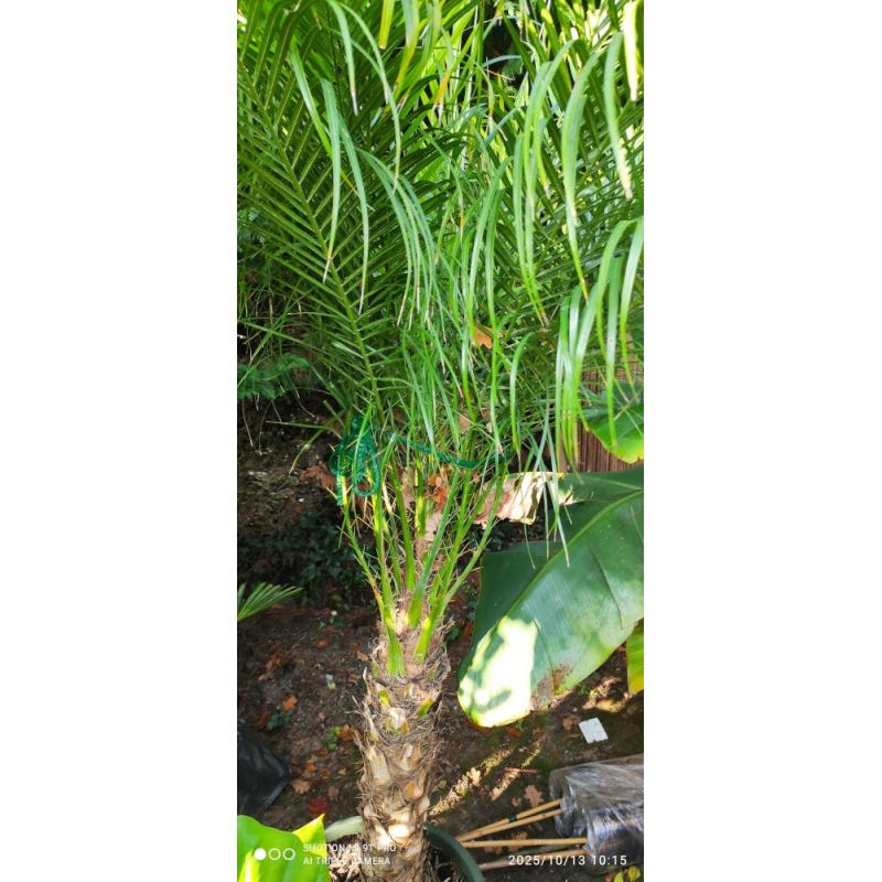 copy ofcopy ofPhoenix roebelenii (Dattier du Laos, palmier dattier nain) SPECIMEN