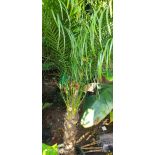 copy ofcopy ofPhoenix roebelenii (Dattier du Laos, palmier dattier nain) SPECIMEN