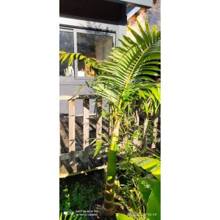 Archontophoenix alexandrae SECONDE MAIN (Palmier royal) 160/180M TRONC 100CM