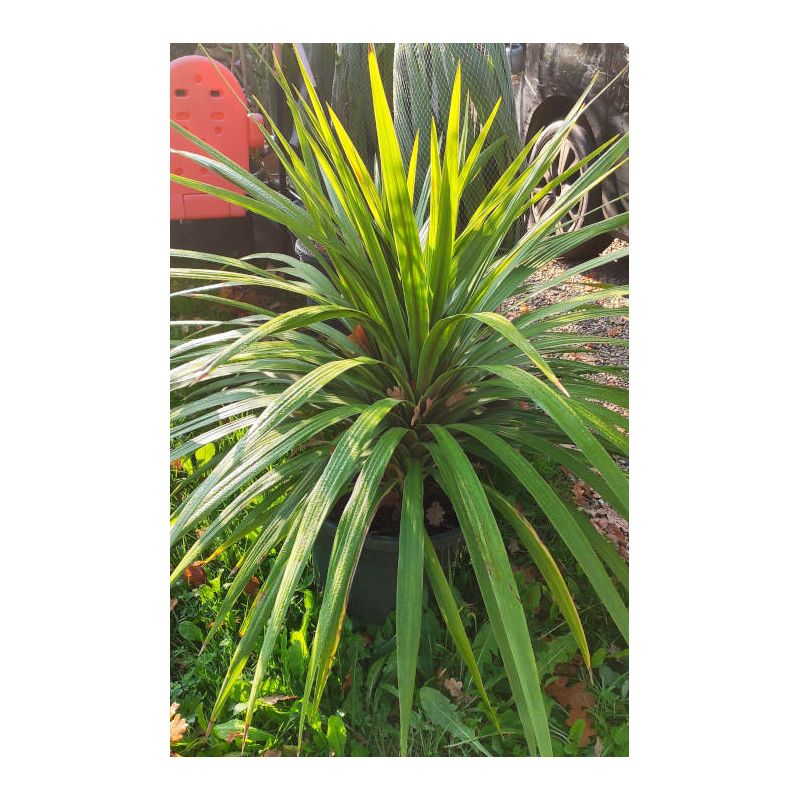 Cordyline australis 25L grosse touffe
