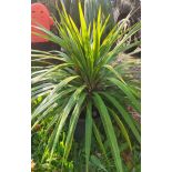 Cordyline australis 25L grosse touffe
