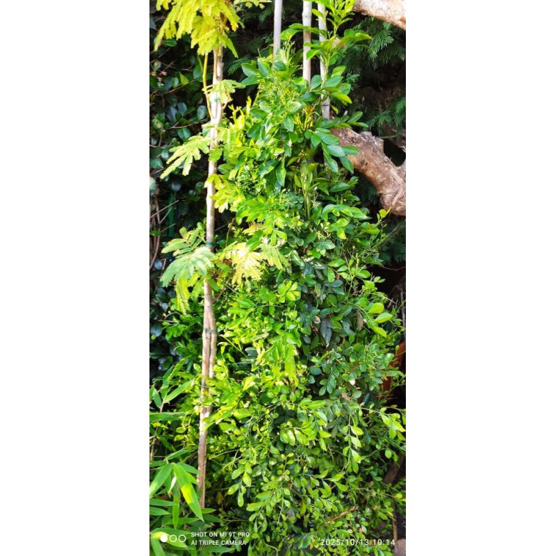 copy ofMurraya paniculata (Buis de Chine, Bois jasmin, Oranger jasmin)