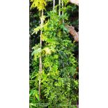 Murraya paniculata promo (Buis de Chine, Bois jasmin, Oranger jasmin)