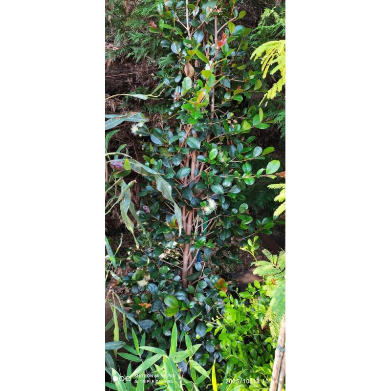 copy ofEugenia uniflora "Etna fire" ADULTE (Cerisier de Cayenne, Pitanga, Cerisier carré de Tahiti)