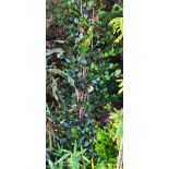 copyEugenia uniflora "Etna fire" 30L160/180cm promo (Cerisier de Cayenne, Pitanga, Cerisier carré de Tahiti)