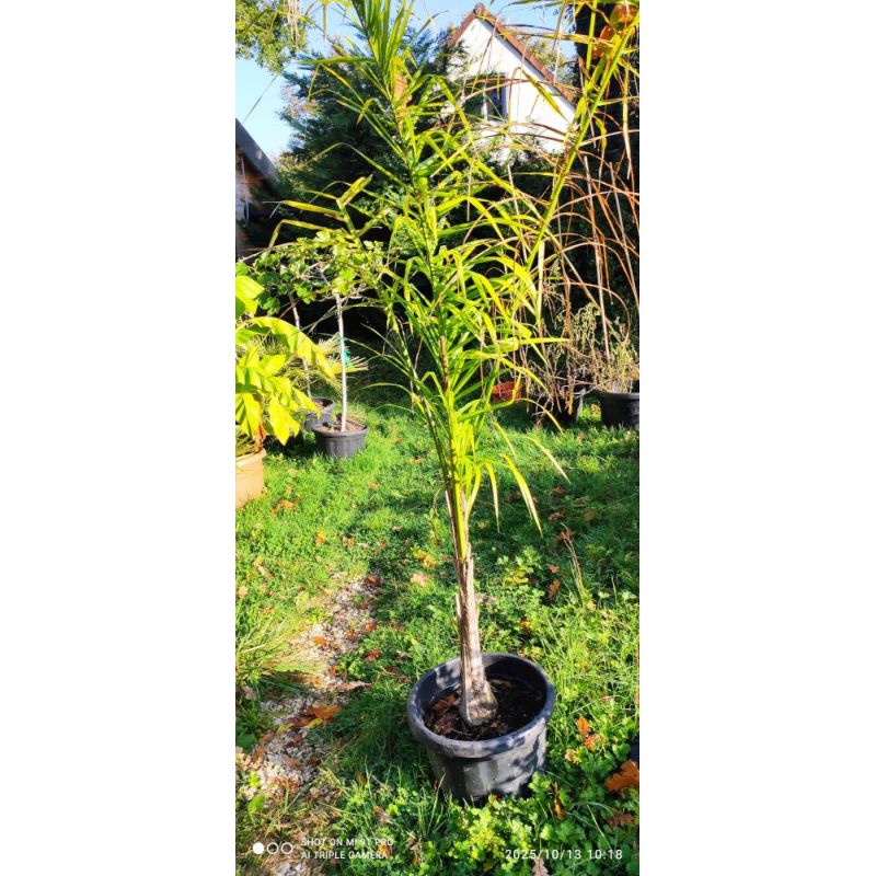 Syagrus romanzoffiana sp. 'Santa Catarina 25L seconde vie