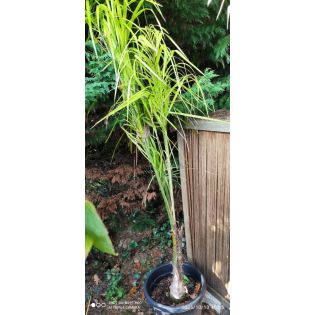 Syagrus romanzoffiana sp. 'Santa Catarina 25L seconde vie