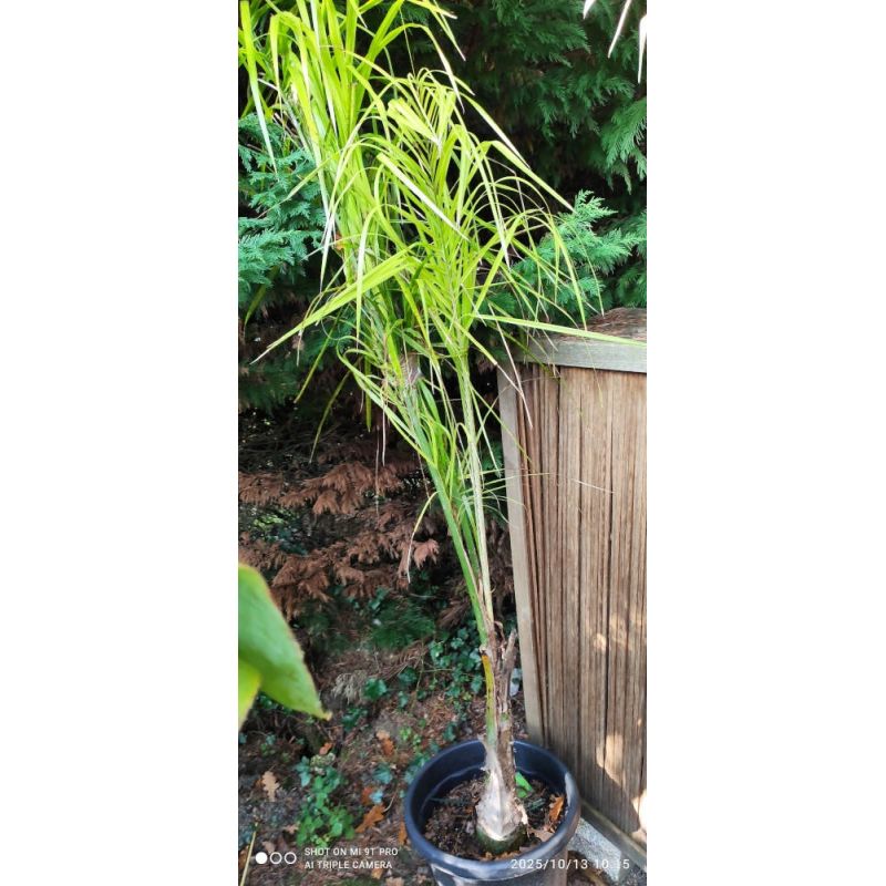 Syagrus romanzoffiana sp. 'Santa Catarina 25L seconde vie