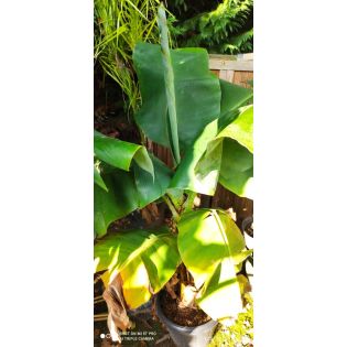 Bananier Musa acuminata dwarf Cavendish seconde main 25L 140/160cm
