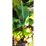 Bananier Musa acuminata dwarf Cavendish seconde main 25L 140/160cm Bananier Musa acuminata dwarf Cavendish seconde main 25L 140/160cm