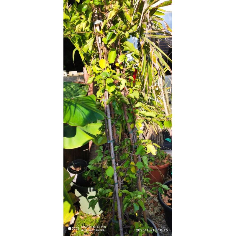 copy ofBougainvillea vera(bougainvilliers très florifère)