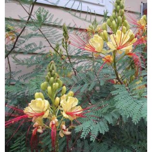 Caesalpinia gilliesii (petit flamboyant)