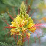 Caesalpinia gilliesii (petit flamboyant)