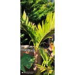 Adonidia merrillii seconde main 160/180cm(Veitchia merrillii- Palmier de manille) SPÉCIMEN