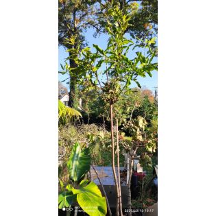 copy ofMacadamia integrifolia (Noix de Macadamia) copy ofMacadamia integrifolia (Noix de Macadamia)
