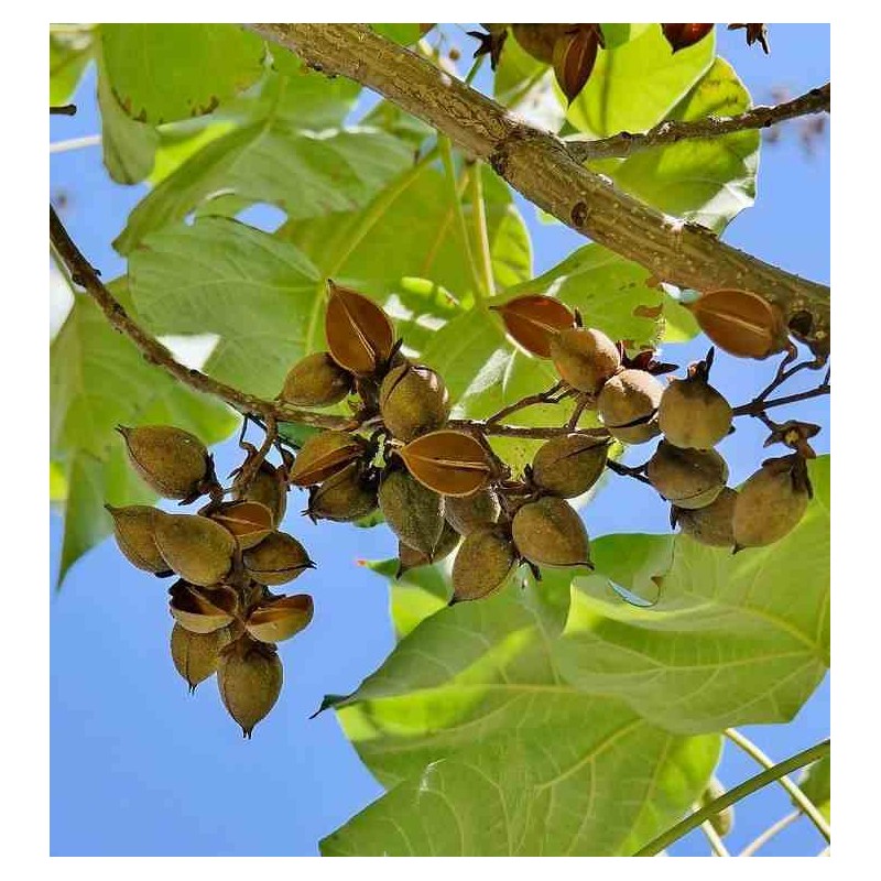 Paulownia tomentosa