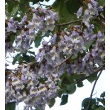Paulownia tomentosa
