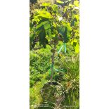 Ficus carica (figuier) sujets e, 25L extra 120/140cm