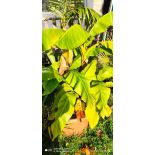 copy ofMusa basjoo Sakhalin SPECIMEN (Bananier rustique)