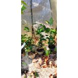 copy ofCamellia sinensis (syn. Thea chinensis): le théier