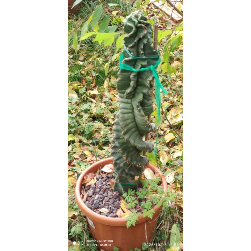 Cereus forbesii cv. Spiralisi cactus sacré spirale soldé