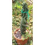 copy ofCereus forbesii cv. Spiralisi cactus sacré spirale