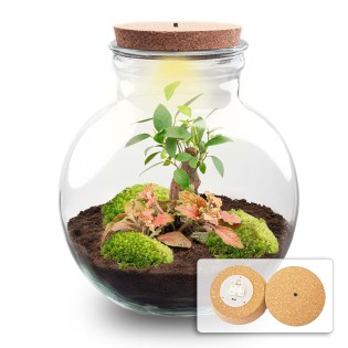 Diy Terrarium - Teddy Bonsai - ↕ 26,5 Cm