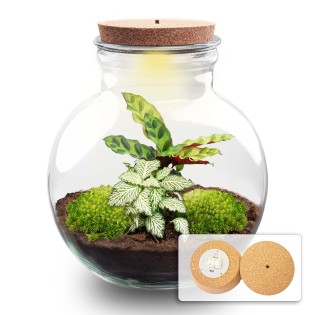 Diy Terrarium - Teddy - ↕ 26,5 Cm