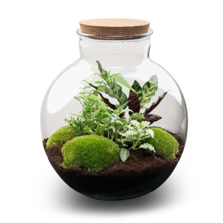 Diy Terrarium - Bolder Bob - ↕ 30 Cm