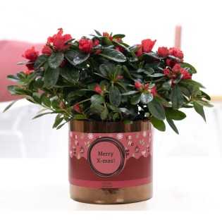 1St Class Azalea Red In P&Pure Ceramics Goldbronze + Xmas Sleeve - Ø12Cm - ↕25Cm