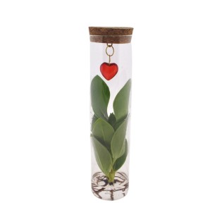 Mix In Tube Glas + Jewel (Hartje) - Ø7Cm - ↕15Cm