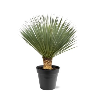 Yucca Rostrata - 100 - 120 Cm - Ø40