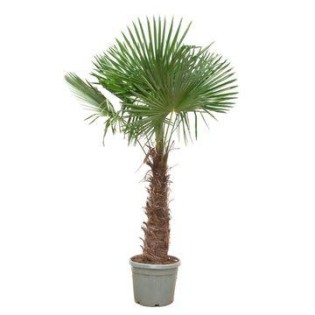 Trachycarpus Fortunei - 240- 270 Cm - Ø40-Ø55Cm