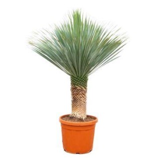 Yucca Rostrata - 170Cm - Ø55