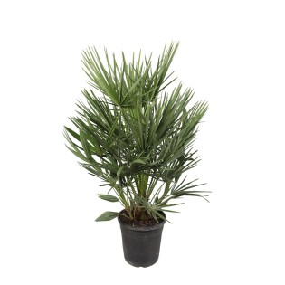 Chamaerops Humilis - 100Cm - Ø21