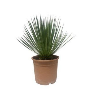 Yucca Rostrata - 60 Cm - Ø24Cm