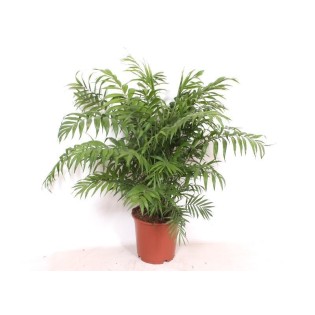 Chamaedorea Elegans - 100 Cm - Ø24Cm