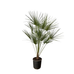 Chamaerops Humilis On Stem - 160 Cm - Ø24Cm