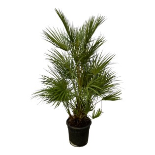 Chamaerops Humilis - 130 Cm - Ø24Cm