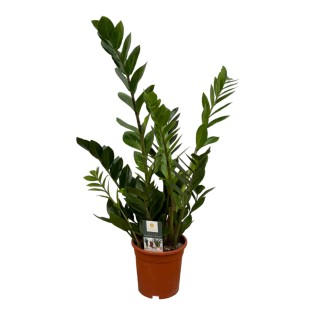 Zamioculcas - 75 Cm - Ø17Cm