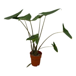 Alocasia Zebrina - 80 Cm - Ø19Cm