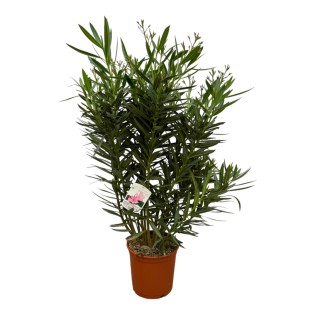 Nerium Oleander Shrub With White Flower - 160 Cm - Ø32Cm