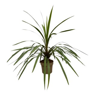 Cordyline Peko - 90 Cm - Ø24Cm