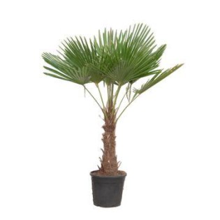 Trachycarpus Fortuneii - 180-200 Cm - Ø40Cm