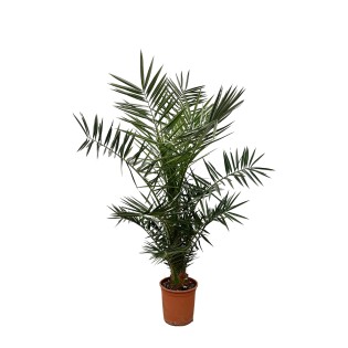 Phoenix Canariensis - 140 Cm - Ø21Cm