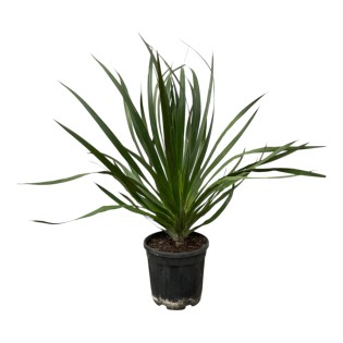 Dracaena Draco - 100 Cm - Ø24Cm